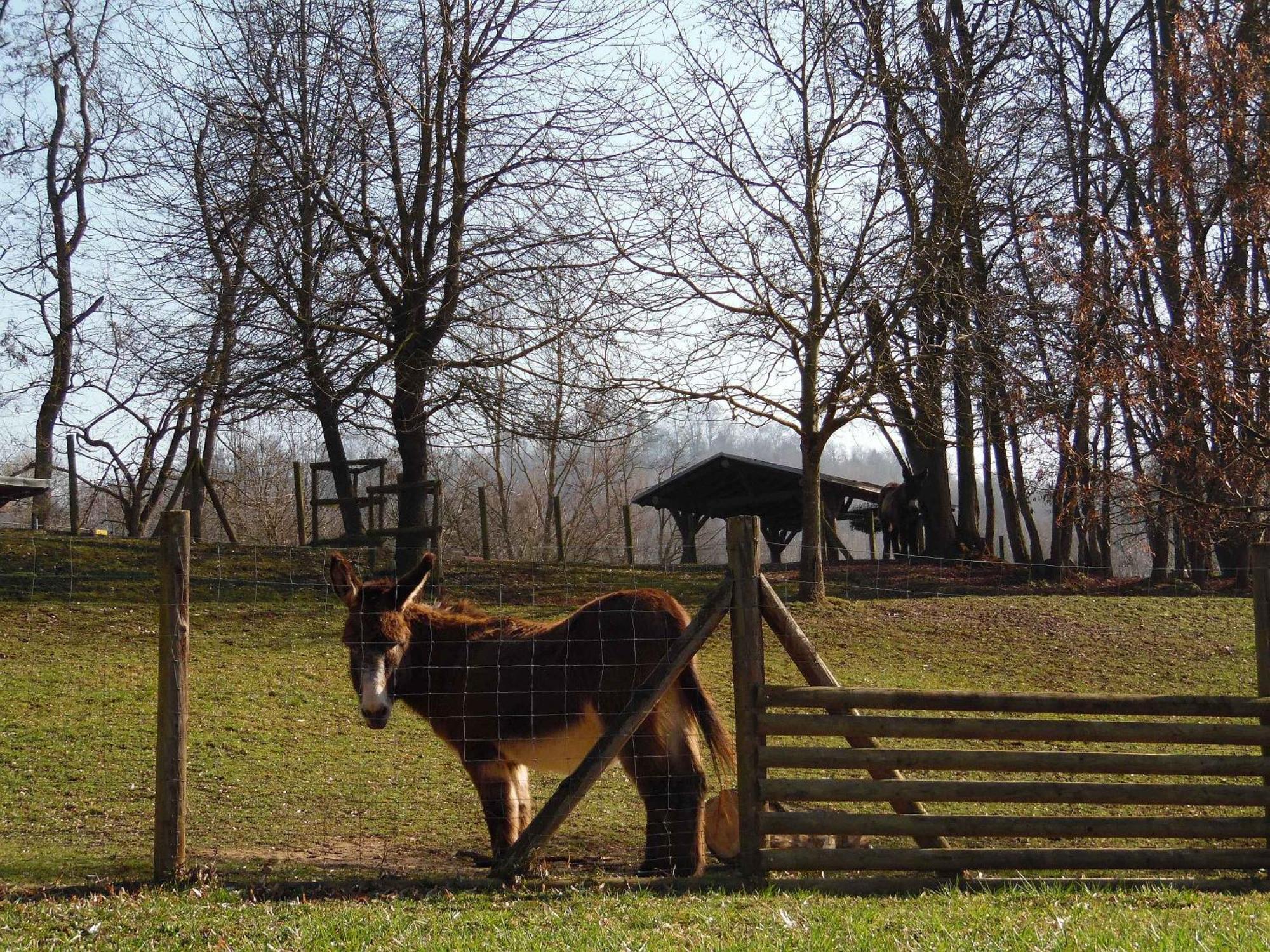 Ferienwohnungen Hog , Ringsheim Exterior foto