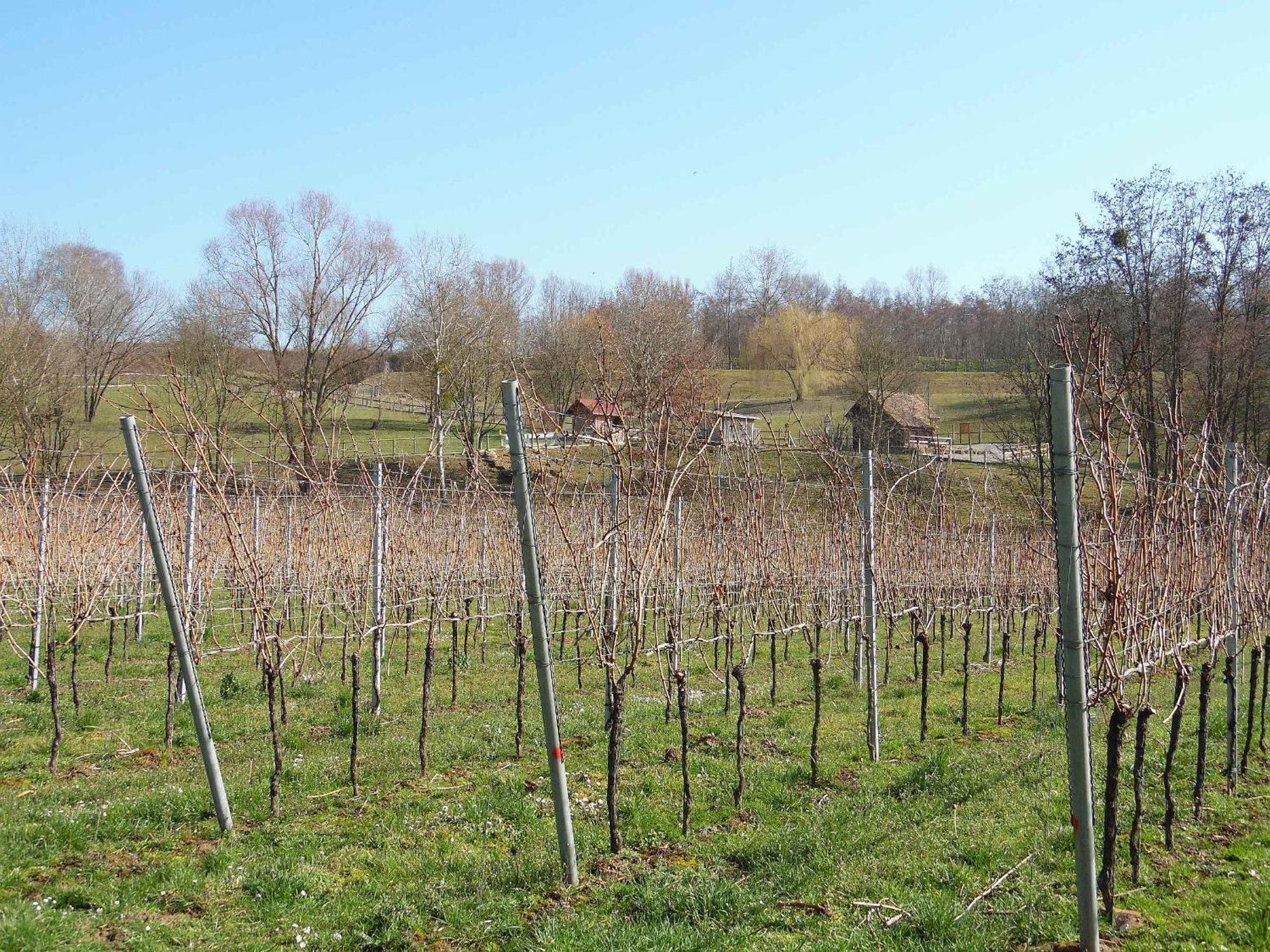 Ferienwohnungen Hog , Ringsheim Exterior foto